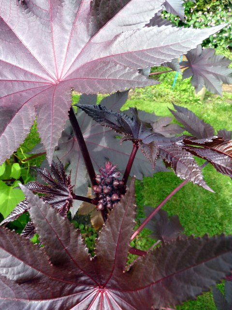 Ricinus sanguineus 'New Zealand' fleur